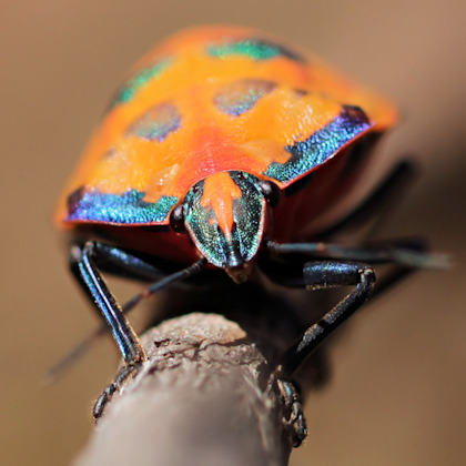 Cotton Harlequin Bug (Tectocoris diophthalmus)